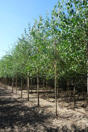 Betula-pendula-ho-16-18-20