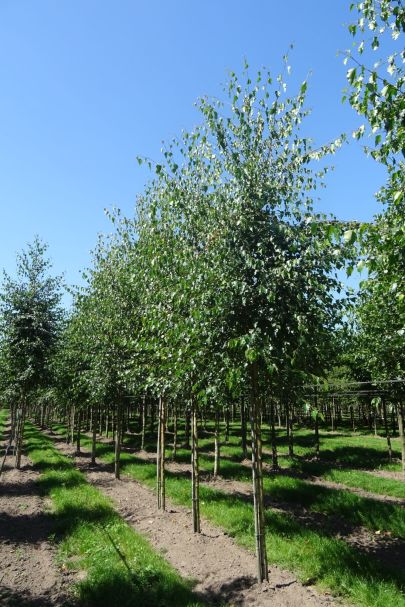Betula pendula HO