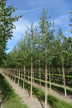 Betula-pendula-ho-12-16