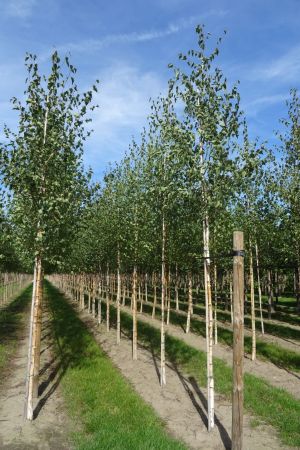 Betula-pendula-ho-14-18