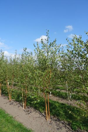 Betula-pendula-meerstam-250-300-2