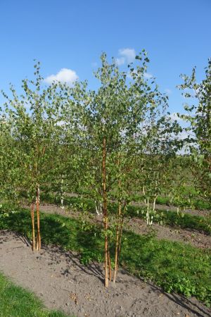 Betula-pendula-meerstam-250-300