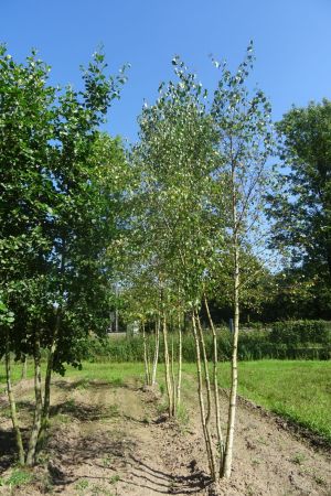 Betula-pendula-meerstam-350-400-2