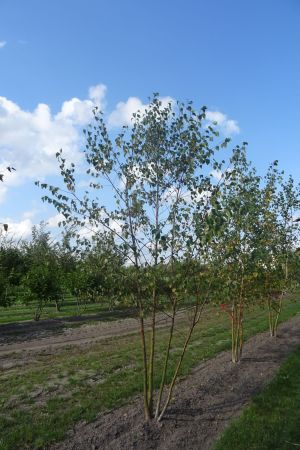 Betula-pendula-meerstam-350-400