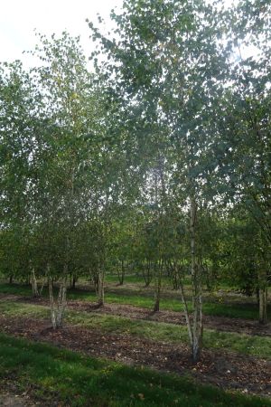 Betula-pendula-meerstam-400-450