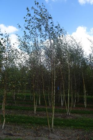 Betula-pendula-meerstam-450-500-2