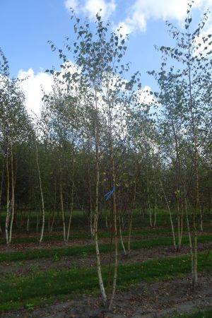 Betula-pendula-meerstam-450-500