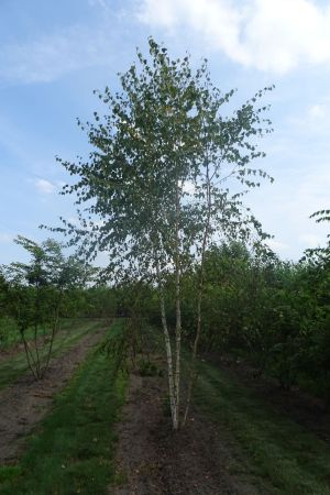 Betula-pendula-meerstam-500-600-2