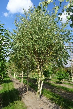 Betula-pendula-meerstam-500-600-3