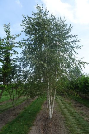 Betula-pendula-meerstam-500-600