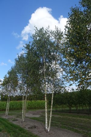 Betula-pendula-meerstam-600-700-2