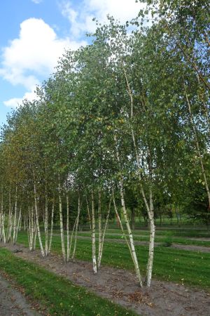 Betula-pendula-meerstam-600-700