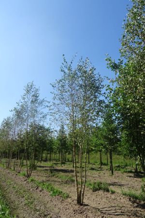 Betula-pendula-meerstammig-450-500