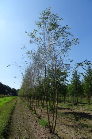 Betula-pendula-meerstammig-500-600