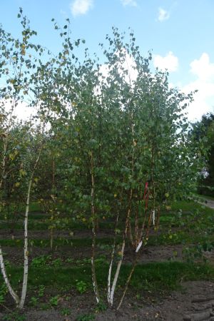 Betula-pendula