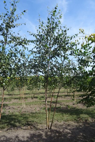 Betula pendula MRSTAM