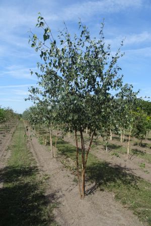 Betula-pendula-meerstam-250-300