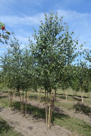 Betula-pendula-meerstam-300-350