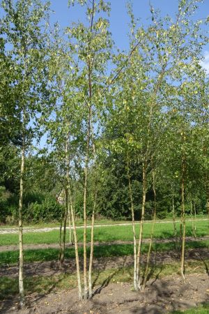 Betula-pendula-meerstam-450-500