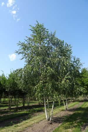 Betula-pendula-meerstam-700-800