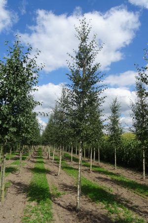1_Betula-pubescens-ho-14-18