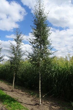 1_Betula-pubescens-ho-16-20-2