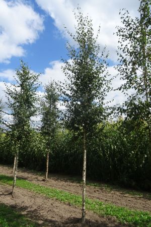1_Betula-pubescens-ho-16-20