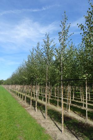 Betula-pubescens-ho-12-16