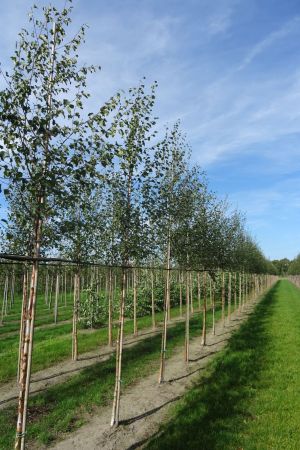 Betula-pubescens-ho-14-18