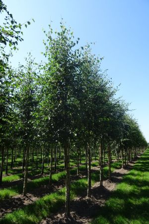 Betula-pubescens-ho-16-20-2