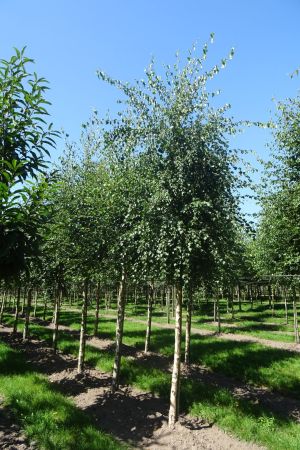 Betula-pubescens-ho-16-20