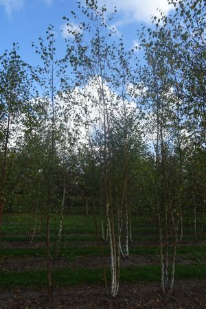 Betula-pubescens-meerstam-400-450