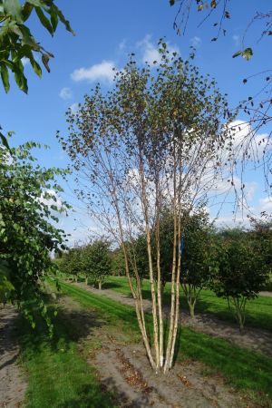 Betula-pubescens-meerstam-450-500