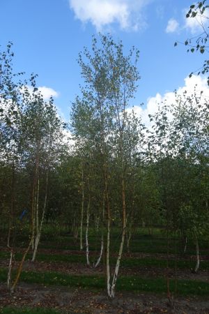 Betula-pubescens-meerstam-500-600