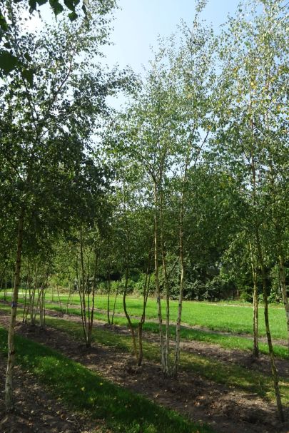 Betula pubescens MRSTAM