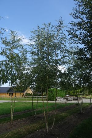 Betula-pubescens-meerstam-500-600