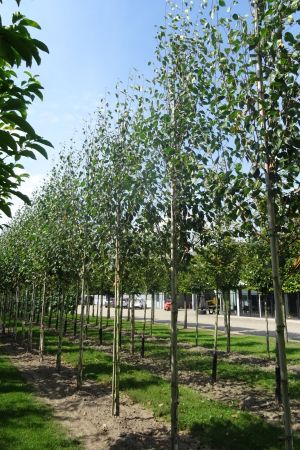 Betula-u-Doornbos-ho-14-16-18