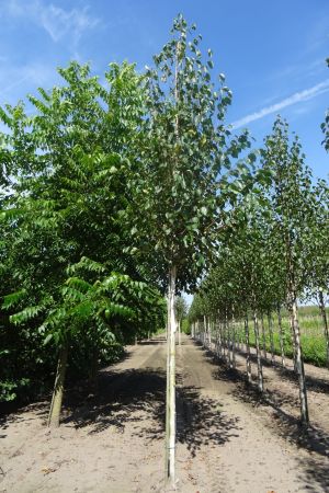 Betula-u-Doornbos-ho-16-18-20