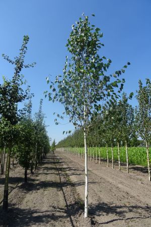 Betula-u-Doornbos-ho-18-20-25