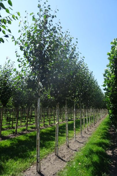 Betula utilis 'Doorenbos' HO