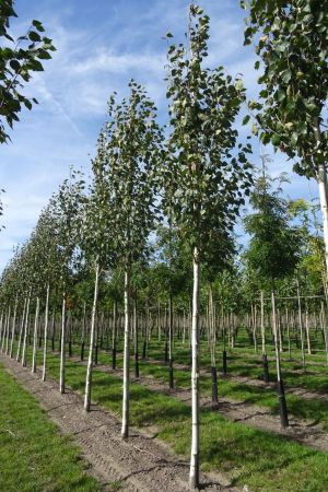 1_Betula-u-Doornbos-ho-12-16