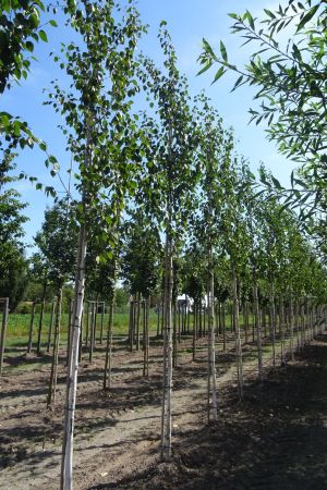 1_Betula-u-Doornbos-ho-14-18
