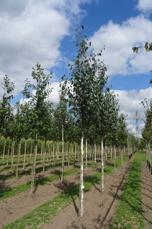 2_Betula-u-Doornbos-ho-14-18