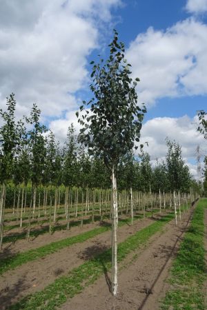 2_Betula-u-Doornbos-ho-16-20