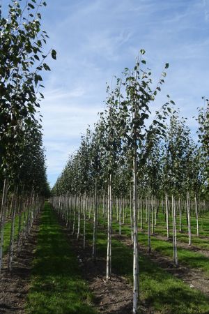 Betula-u-Doornbos-ho-10-14
