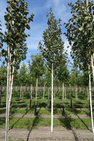 Betula-u-Doornbos-ho-14-18-2