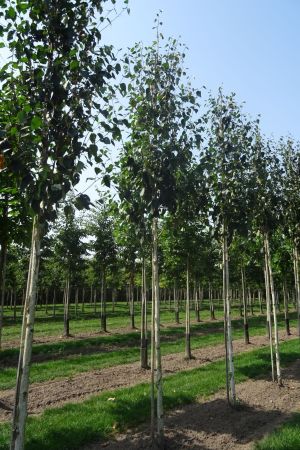 Betula-u-Doornbos-ho-16-20