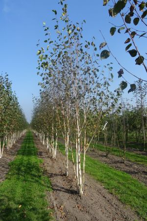 Betula-u-Doornbos-meerstam-400-450