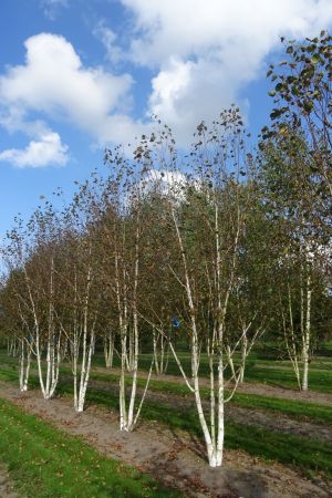 Betula-u-Doornbos-meerstam-450-500