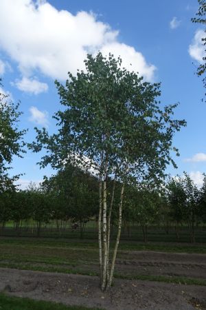 Betula-u-Doornbos-meerstam-500-600